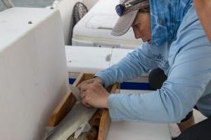 Jayne Gardiner Tags a Shark